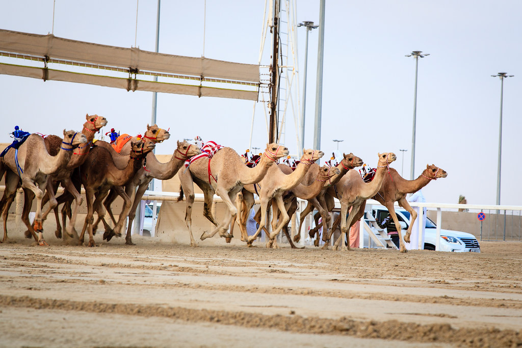 Dubai Camel Racing Festival